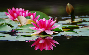 Flowers, Water, Water Lilies, Couple, Pair, Smooth, Close-Up, Surface HD wallpaper