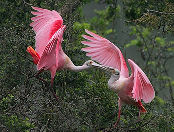 It's my Branch not Yours, Bird, wings, Roseate Spoonbill, Trees, Pink, Flight HD wallpaper