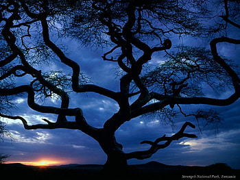 serengeti national park, bad tree, sunset HD wallpaper