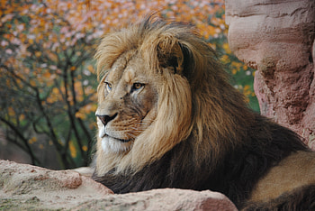Wild Lion , lion, animals HD wallpaper