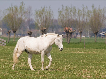 White horse, animal, horse, white, nature, grass HD wallpaper