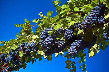 Harvest-time, graphy, grapes, nature, vineyards HD wallpaper