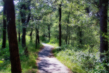 A summer path, summer, forests, nature, path HD wallpaper