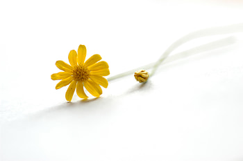 Flowers, Background, Flower, Bud HD wallpaper