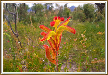 KANGAROO PAW, FLOWER, PRETTY, NATURE HD wallpaper