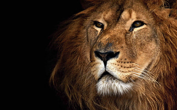 Impressive lion , Striking visuals, Mesmerizing details, Captivating presence HD wallpaper