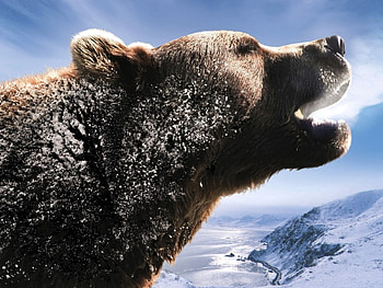 Animals, Mountains, Snow, Brown, Bear, Roar, To Roar HD wallpaper