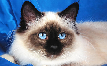 Birman cat, Cat , Cat , Baltana HD wallpaper