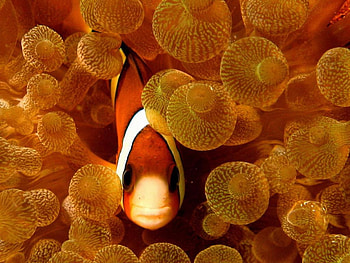 Fish, animals HD wallpaper