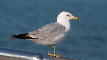 Seagull, , , Resolution HD wallpaper
