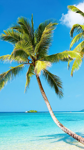 Beach, Nature, , Tropical HD phone wallpaper