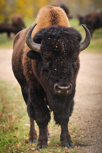 Intense buffalo portrait, Powerful animal ry, Unyielding strength, Majestic presence HD phone wallpaper