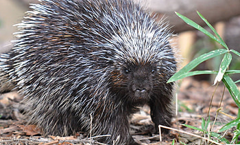 Porcupine, spines, mammal, aminal HD wallpaper