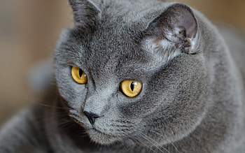 Animals, Cats HD wallpaper