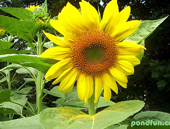 adi, nature, flowers HD wallpaper