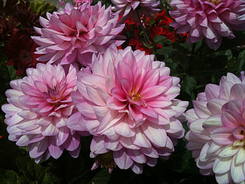 Delicate Pink Dahlia, pink, delicate, flowers, fdahlia HD wallpaper