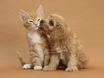 Animals, Cats, Dogs HD wallpaper