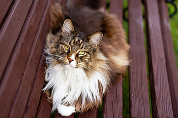 Maine Coon, Maine, animal, Coon, Cat HD wallpaper