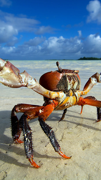 Ghost crab on the beach, Stunning ocypodinae, Coastal clouds, Animal graphy HD phone wallpaper