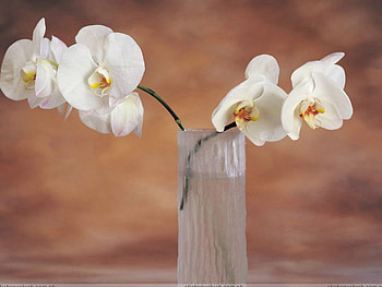 flower, nature HD wallpaper