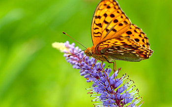 Grass, Macro, Butterfly, Wings HD wallpaper