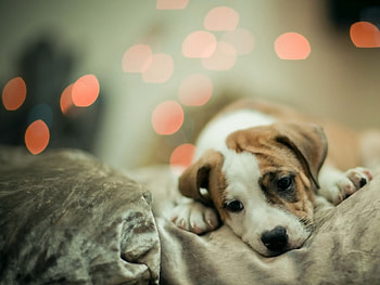 Dog, sweet, dogs, puppies, cute, beautiful, playful, playful dog, puppy, dog face, pretty, animals, face, lovely HD wallpaper