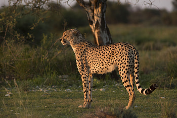 Jeffrey Barbee, Kgalagadi Transfrontier, Peace Park Alliance, Preserving the Earth HD wallpaper