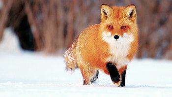 Red Fox, Foxes HD wallpaper