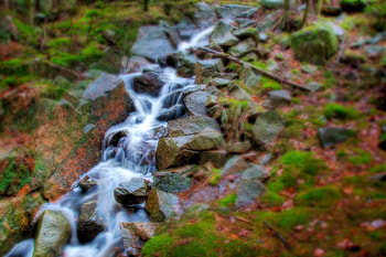 Nature, Stones, Leaves, Forest, Branches, Moss, Creek, Brook HD wallpaper