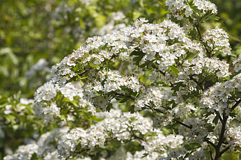 The common, Hawthorn Tree HD wallpaper