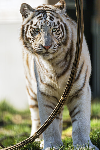 Animals, Predator, Bengal Tiger HD phone wallpaper