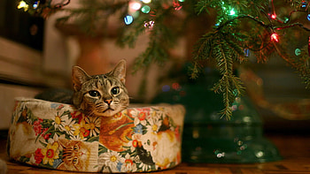 Animals, Cat, Present, Gift, Christmas Tree, Garland, Waiting, Expectation HD wallpaper