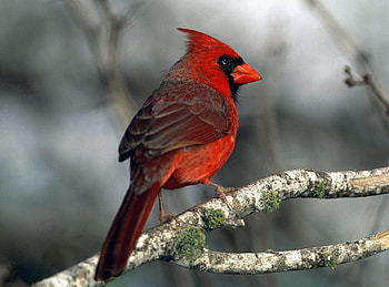 Animals, Branch, Moss, Red Bird HD wallpaper