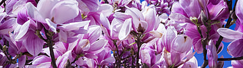 Dual monitor , Stunning backgrounds, Nature's beauty, Digital art HD wallpaper