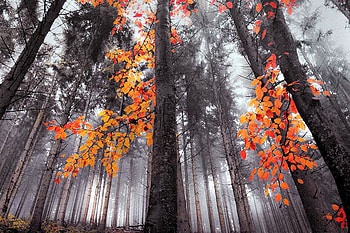 Morning in Forest, beautiful, morning, forest HD wallpaper