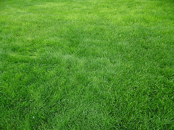 Grass, Texture, Textures, Field HD wallpaper