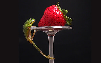 Animals, Fruits, Food, Strawberry, Frogs, Berries HD wallpaper