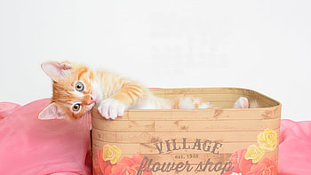 Kitten, animal, white, cat, pisica, pink, wood, boc, paw HD wallpaper