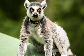 Animals, Lemur, To Stand, Stand, Astonishment, Surprise HD wallpaper