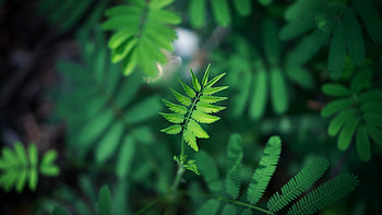 Blurred , Green leaf, Ultra HD wallpaper