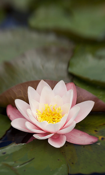 Nature, lily flower, water HD phone wallpaper