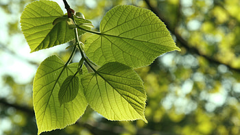 Linden tree, Tree of love, Arbor day blog HD wallpaper