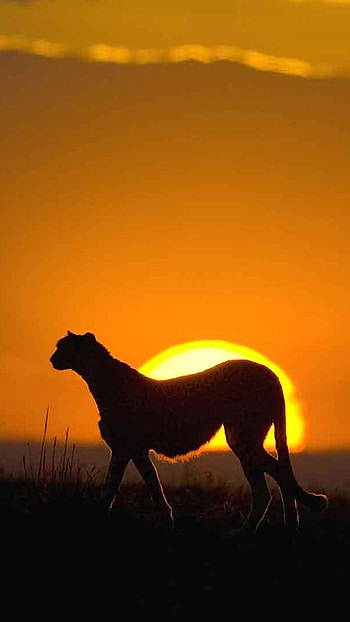 African sunsets, Untamed wilderness, Majestic wildlife, Natural beauty HD phone wallpaper