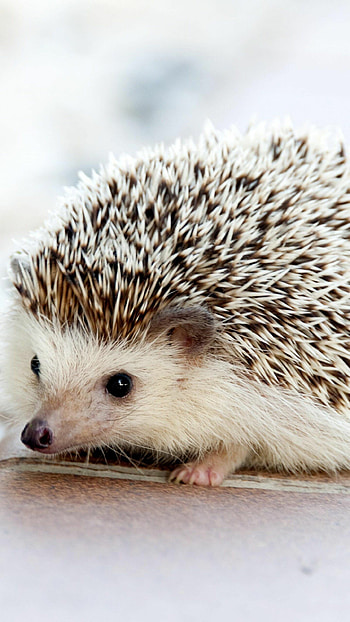 Adorable hedgehog, and Android, backgrounds, Wild animal companion HD phone wallpaper