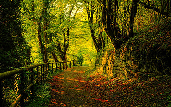 Autumn, green, trees, leaf, road, beautiful, nature, forest HD wallpaper