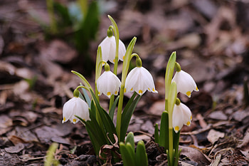 White flowers, snowdrops, bloom HD wallpaper
