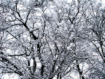 Winter, Nature, Trees, Snow HD wallpaper