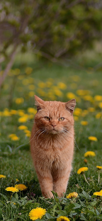 depth of field, Animal, cat HD phone wallpaper
