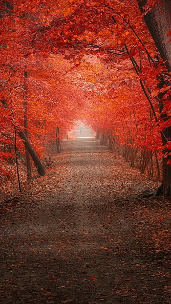 H D, Nature In Red, nature, red HD phone wallpaper