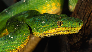 Singapore zoo, Emerald green snake, Close-up shot, Animal eyes HD wallpaper